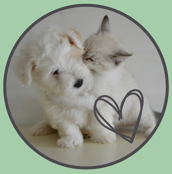 image of a puppy and kitten