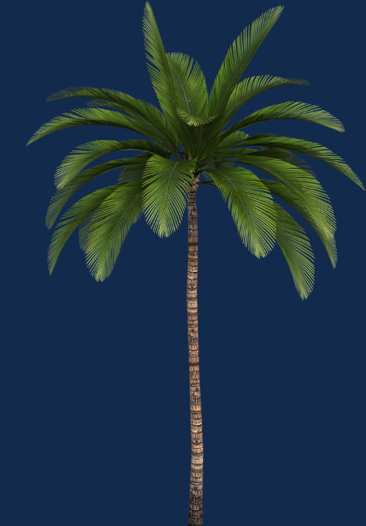 palm tree image